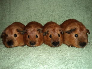 Картинка животные морские+свинки +хомяки калифорнийцы кварте морские свинки