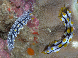 Картинка животные морская+фауна морские слизни