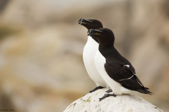 Картинка животные Чайки +бакланы +крачки пара птицы