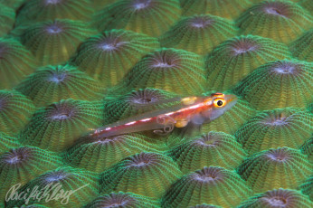 Картинка животные морская+фауна малёк коралл