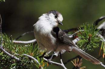 Картинка животные птицы птица ветки