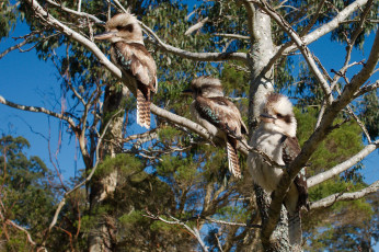 Картинка животные зимородки трио птицы ветки