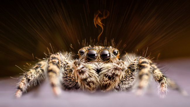 Обои картинки фото животные, пауки, паучок