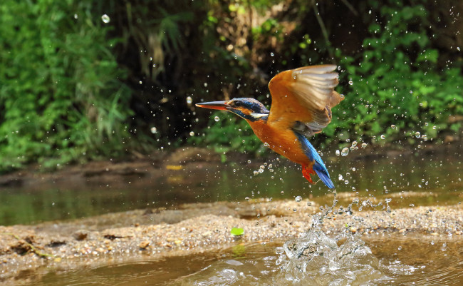 Обои картинки фото животные, зимородки, брызги, вода, зимородок