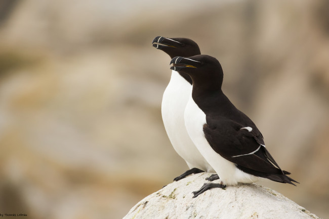 Обои картинки фото животные, Чайки,  бакланы,  крачки, пара, птицы