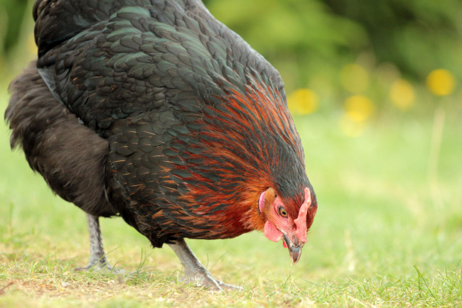 Обои картинки фото животные, куры,  петухи, луг, курица