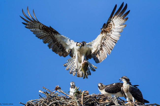 Обои картинки фото животные, птицы - хищники, птицы, небо, гнездо