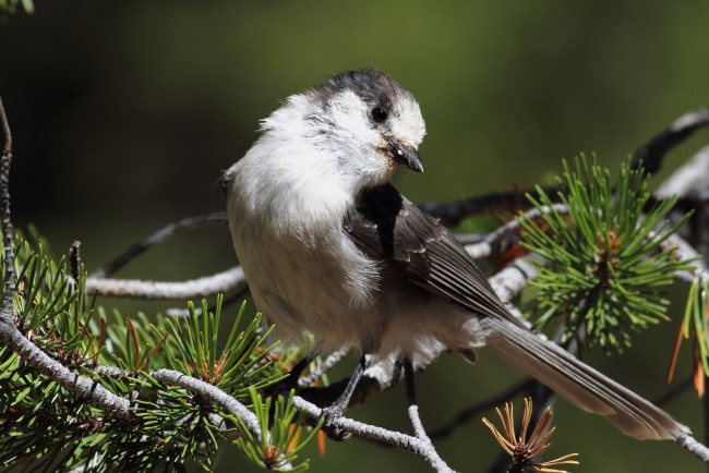 Обои картинки фото животные, птицы, птица, ветки
