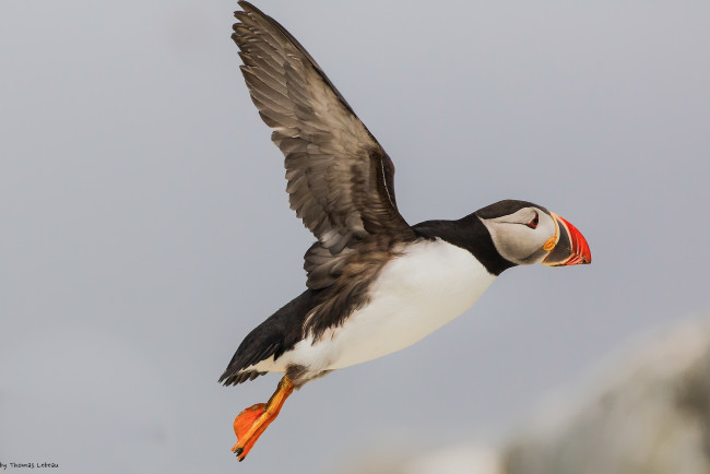 Обои картинки фото животные, тупики, полёт, тупик