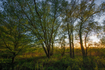 Картинка природа лес деревья