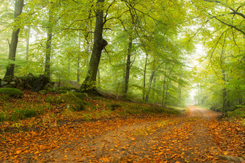 Картинка природа дороги тракт