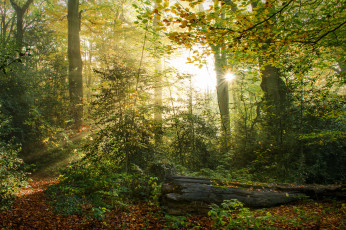 Картинка природа лес деревья