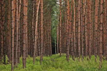 Картинка природа лес деревья