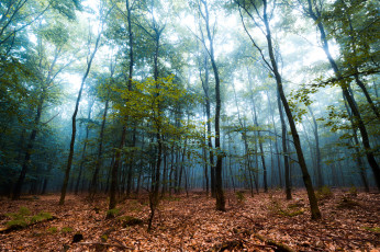 Картинка природа лес деревья