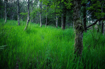 Картинка природа лес деревья