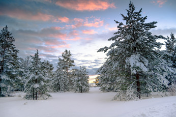 Картинка природа зима снег