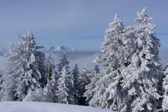 Картинка природа зима снег