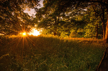 Картинка природа лес деревья