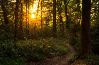 Картинка природа лес деревья