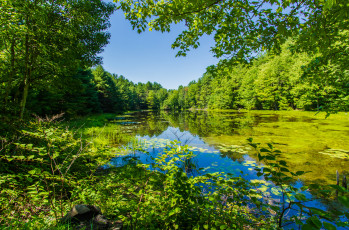 Картинка природа реки озера река лес