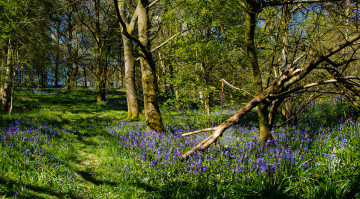 Картинка природа лес деревья