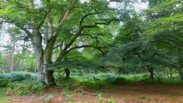 Картинка природа лес деревья