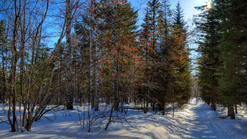 Картинка природа зима снег