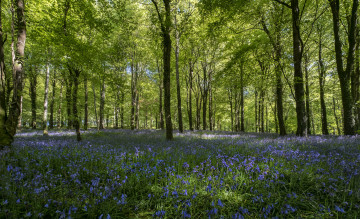 Картинка природа лес деревья