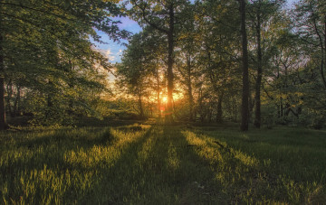 Картинка природа лес деревья