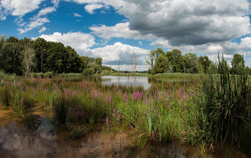 Картинка природа реки озера река лес