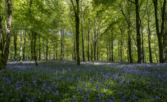 Обои картинки фото природа, лес, деревья