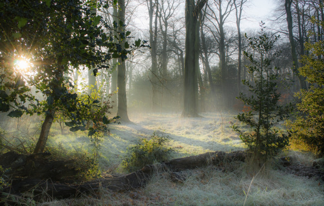 Обои картинки фото природа, лес, деревья