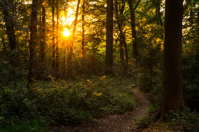 Обои картинки фото природа, лес, деревья