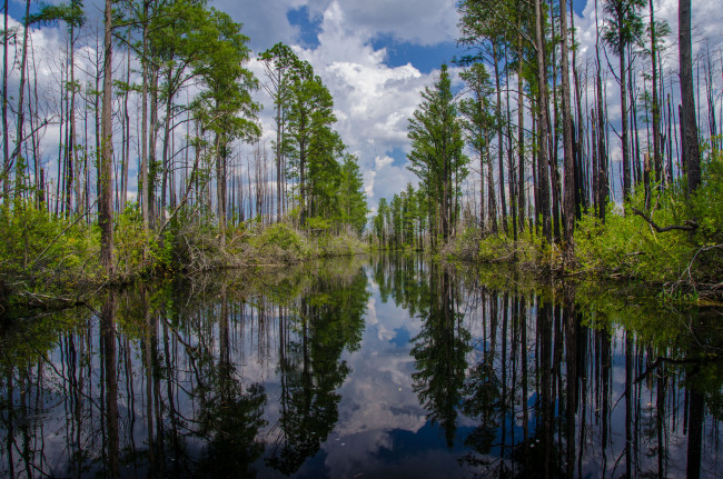 Обои картинки фото природа, реки, озера, река, лес