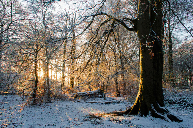 Обои картинки фото природа, зима, снег