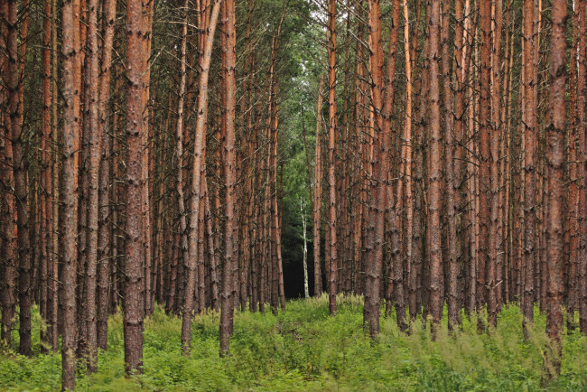 Обои картинки фото природа, лес, деревья