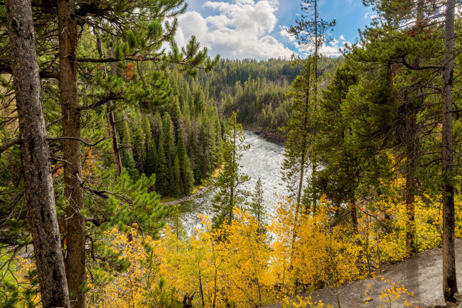 Обои картинки фото природа, реки, озера, лес, река