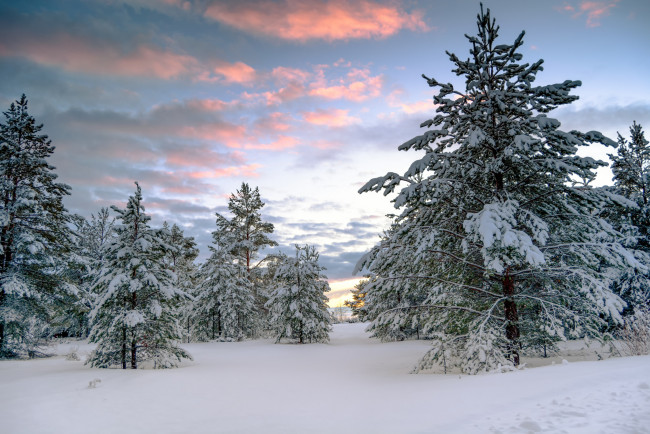 Обои картинки фото природа, зима, снег