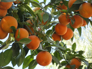 Картинка природа плоды цитрусы