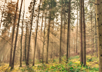 Картинка природа лес деревья