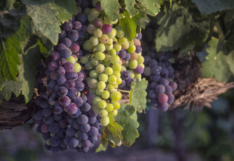 Картинка природа Ягоды +виноград лоза