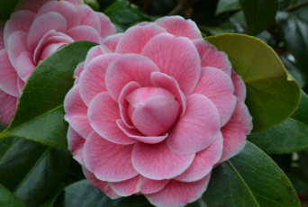 Картинка цветы камелии leaf bud shrubs flowering camellia кустарник цветение бутон листья камелия