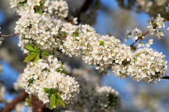 Картинка цветы цветущие+деревья+ +кустарники красота дача весна алыча цветение май природа