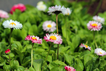 Картинка цветы маргаритки май красота цветение природа дача весна