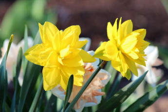 Картинка цветы нарциссы природа цветение красота дача весна