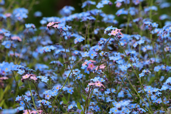 Картинка цветы незабудки дача весна цветение природа красота