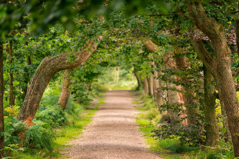 Картинка природа дороги тракт