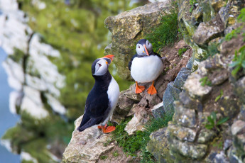 Картинка животные тупики птица puffin профиль блики цветы атлантический тупик