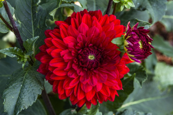 Картинка цветы георгины макро георгин красный