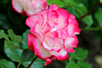 Картинка цветы розы blossoms leaves petals bud rose цветение листья роза бутон лепестки